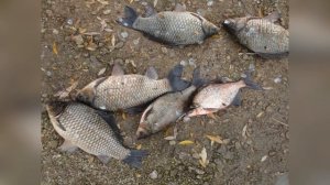 Тактика ловли карася осенью!