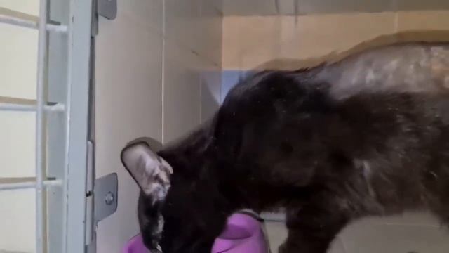 Малыш Шерлок пока в больнице. Но ждем его дома. Каждый может помочь.