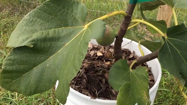 (I-258) Italian Fig Is FINALLY Swelling смотреть онлайн