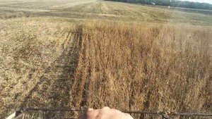 Молотимо по найму Комбайном Нивой СК-5 Сою.