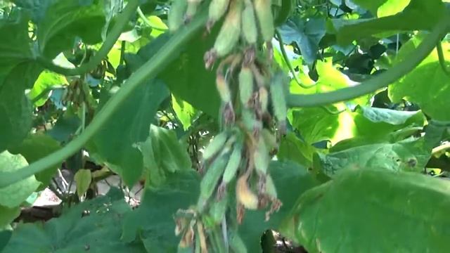 Огурец суперпучкового типа РМТ F1 смотреть онлайн