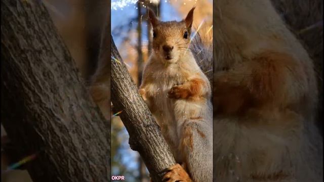 С Днём Святого Николая Чудотворца ! 19 декабря . Красивое Поздравление.