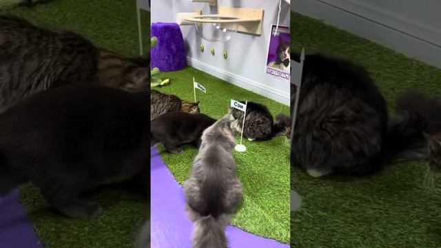 Кошачьи новости|срочное включение