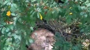 Такие, вот, в Балашихе птицы)