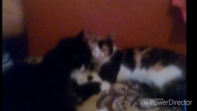 Сам ней сами но Виталя у тебя не нравится смотреть озорной поцелуй любовь Маринетти и фото смотреть онлайн