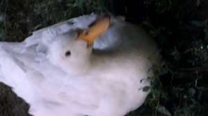 Лебедь-панк