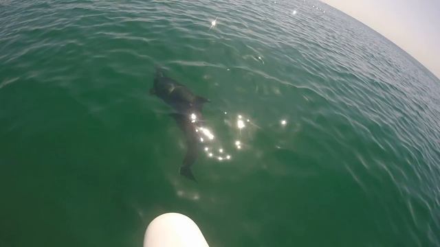 Дельфины в Витязево смотреть онлайн