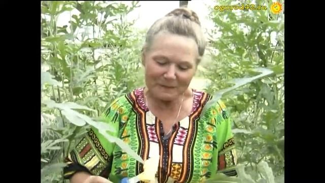 Диковинка: желтый арбуз. Где прячется душа арбуза? смотреть онлайн