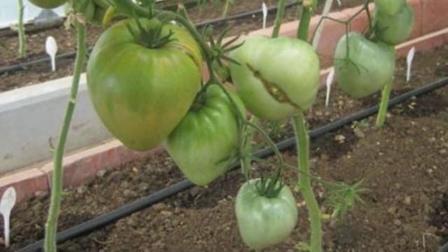 Характеристики и описание томатов сорта Вельможа