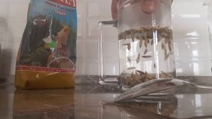 Как пить овёс