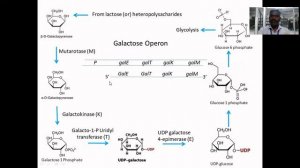 Galactose Operon | Molecular Biology | Dr.S.Iyappan | SRM Genetic Engineering | SRMGenetics