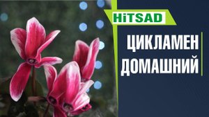 Цикламен правильный уход в домашних условиях ☘