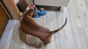на меня напала собака