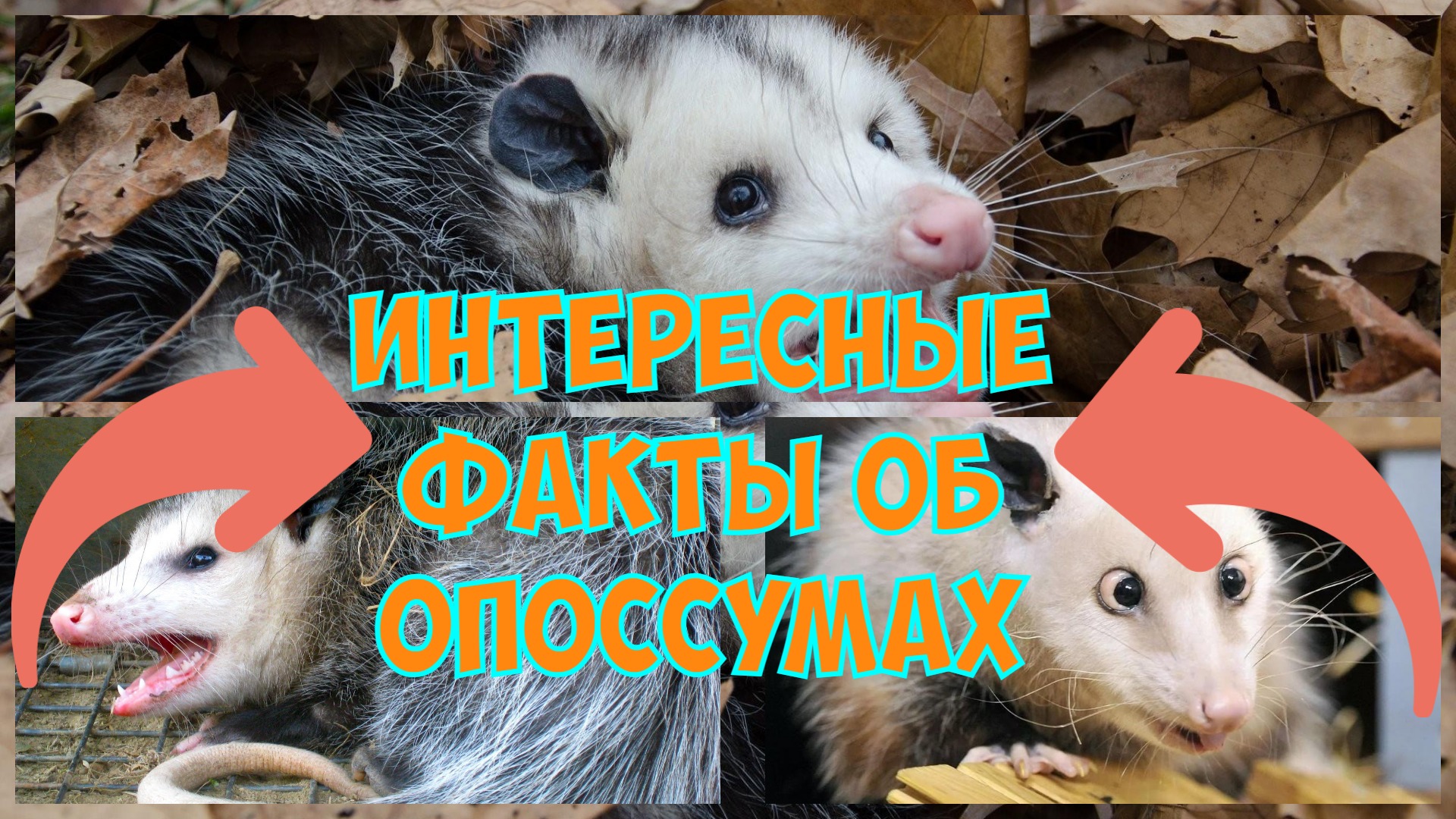 Опоссум-интересные факты об удивительном зверьке