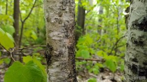 На пионерке из поселка Калач в Санкино