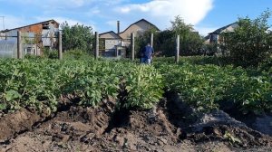 Дисковый окучник для мотоблока. Второе окучивание картофеля