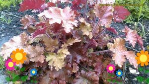 Гейхера гибридная Каппуччино. Краткий обзор, описание характеристик heuchera Cappuccino
