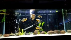 Пираньи рыбы пираты