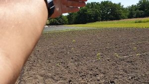 Закладка плантации ежевики. Сорта Каракаблек и Черная магия.