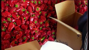 Перец Феррари Хит 2020 года. Товарный вид имеет значение!