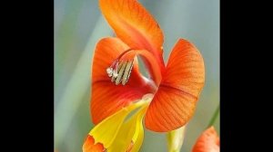 Автор ролика Виталий Тищенко (Ростов-н/Д). Изысканные цветы-2