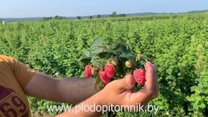 Малина сорт ПРОСТО ПРЕЛЕСТЬ. Ну ПРОСТО ПРЕЛЕСТЬ, ягоды малины суперсладкие и крупные.