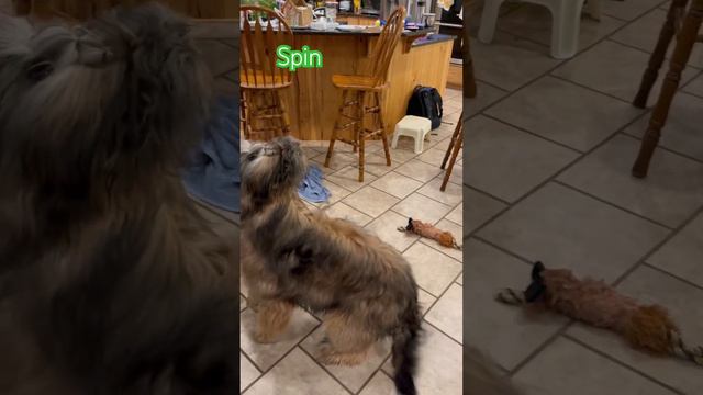 Wicket the Briard tricks - Spin #clickertraining #trickdogs #dogtricks