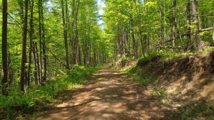 Прекрасная расслабляющая музыка и щебет птиц~ Виртуальная прогулка по лесу для снятия стресса