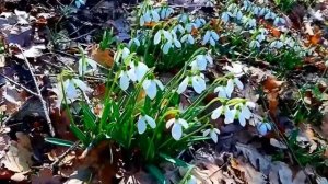 Подснежник - Детская песенка. Автор Виктория Самойлова