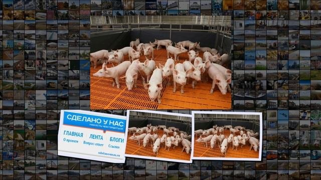 АгроПромкомплектация запускает свинокомплексы в Курской области