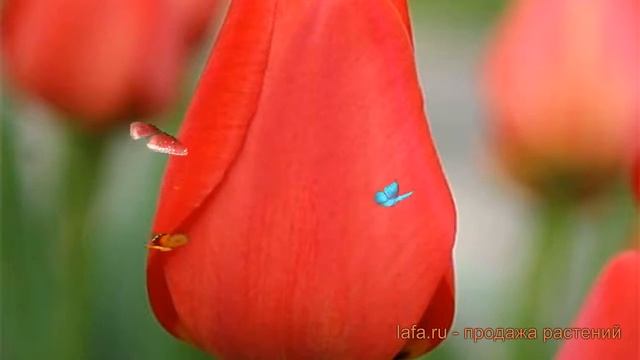 Тюльпан гибридный Парад (tyulpan-parad) ? тюльпан Парад обзор: как сажать луковицы тюльпаны Парад