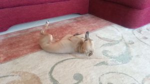 Кающаяся левретка))))