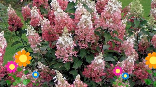 Гортензия метельчатая Pinky Winky. Краткий обзор, описание характеристик смотреть онлайн