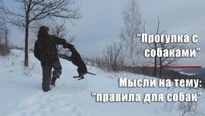 Прогулка с собаками и мысли о правилах для собак и владельцев!