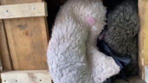 СОДЕРЖАНИЕ ЕНОТА В ДОМАШНИХ УСЛОВИЯХ