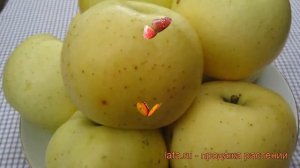 Яблоня золотистая Брянское золотистое ? обзор: как сажать, саженцы яблони Брянское золотистое