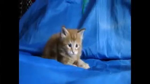 Три богатыря, три красных кота Котятам1 месяц смотреть онлайн