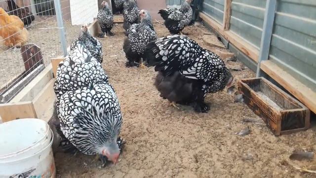 Кохинхин серебро 4-6 мес. смотреть онлайн