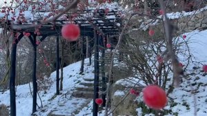 Японский сад в снегу, парк Айвазовское, Партенит, Крым 2021.mp4