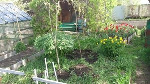 Посадил плакучие  шелковицы