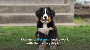 Bernese Mountain Dog Pros And Cons | The Goods AND The Bad!!