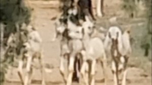 OPPO Find X6 Pro 120X Zoom Test