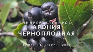 Арония черноплодная. Алефиров А.Н.