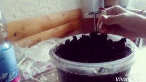 Сажаем щавель