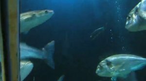 Deep Sea World in Edinburgh