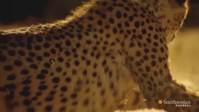 Cheetah - Chase Compilation смотреть онлайн