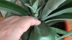 Ананас, есть ли жизнь после плодоношения?