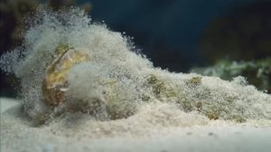 Большой Барьерный риф, Коралловые острова – 03 часть