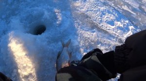 Прошла СТАЯ ЛЕЩА!Рыбалка в Марте на Оке 2022!