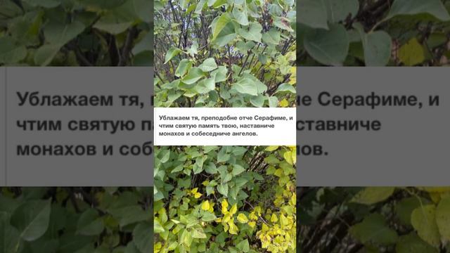 Величание преподобному Серафиму Саровскому «Ублажа́ем тя,/ преподо́бне о́тче Серафи́ме» смотреть онлайн